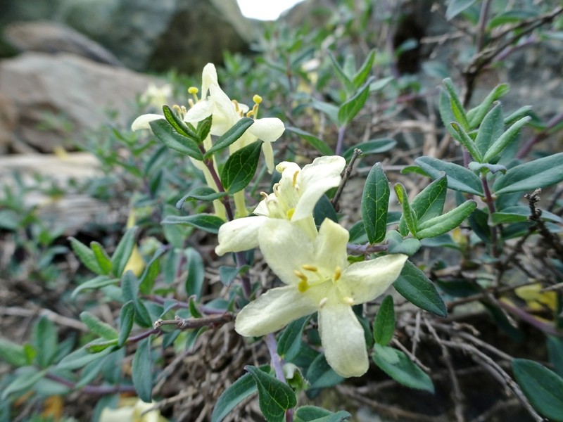 Lonicera semenovii photo 8