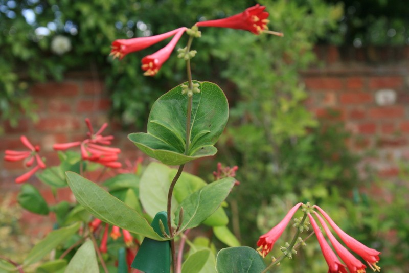 Trumpet Honeysuckle photo 2