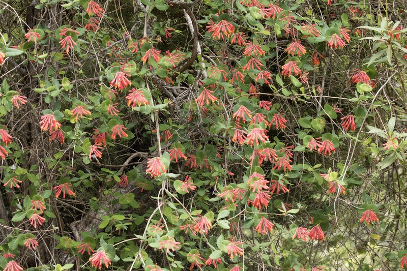 Trumpet Honeysuckle photo 3