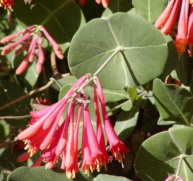 Trumpet Honeysuckle photo 4
