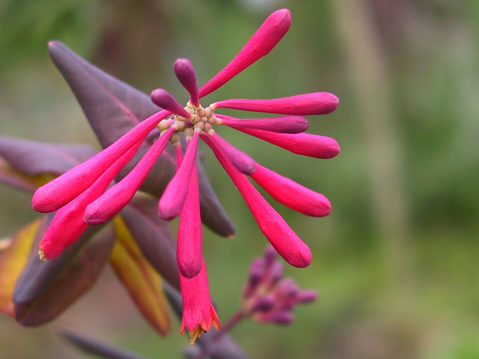 Trumpet Honeysuckle photo 5