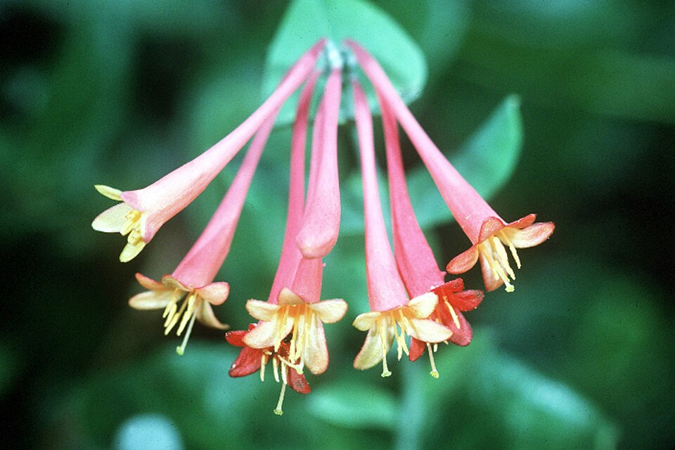 Trumpet Honeysuckle photo 6