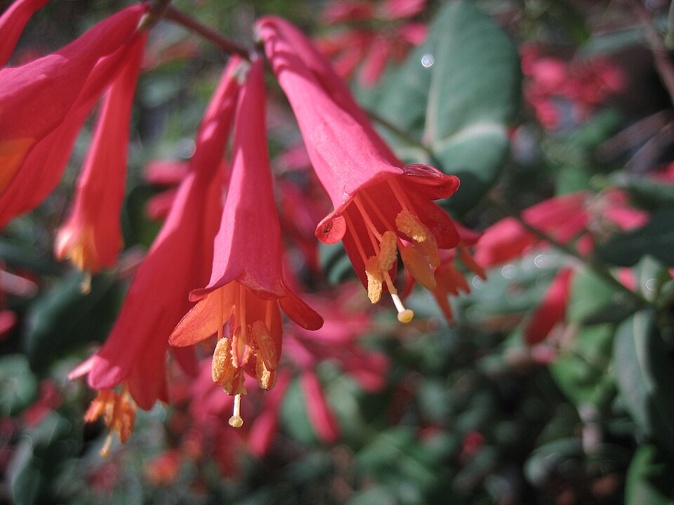 Trumpet Honeysuckle photo 7
