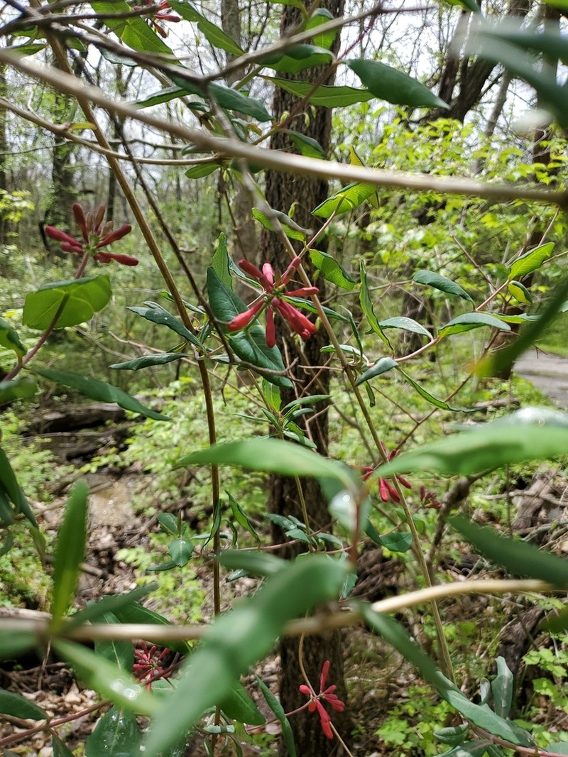 Trumpet Honeysuckle photo 7