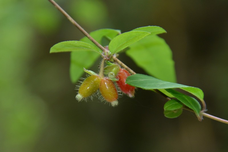 Lonicera setifera