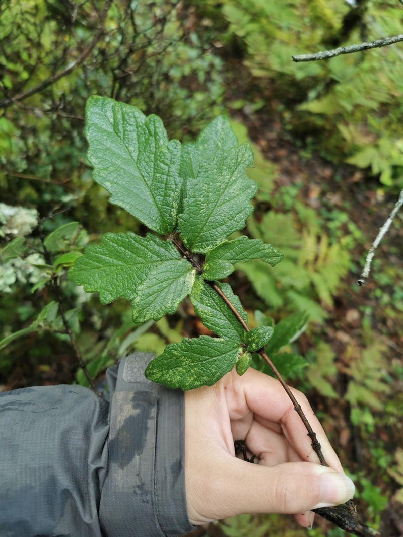 Lonicera setifera photo 2