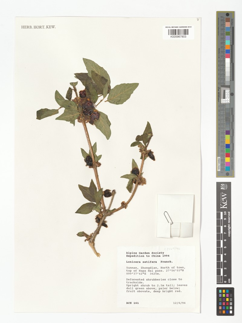 Lonicera setifera photo 4