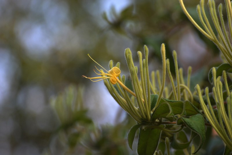 Lonicera siamensis