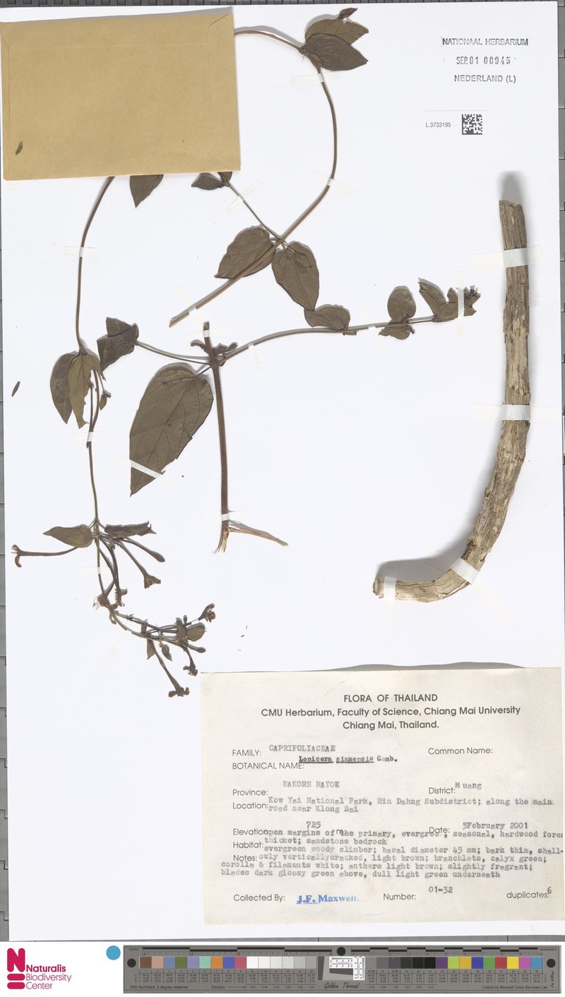Lonicera siamensis photo 2