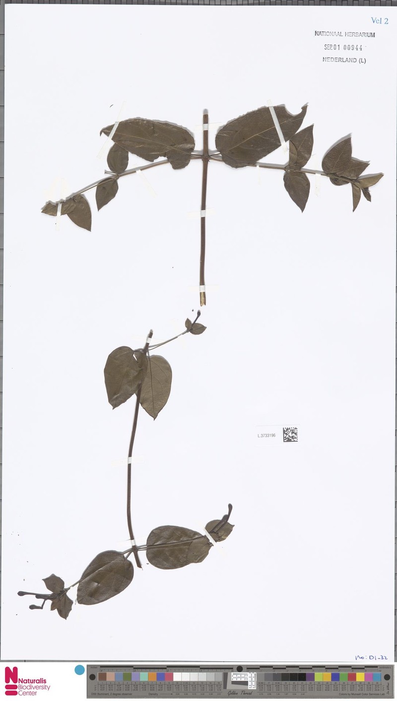 Lonicera siamensis photo 3