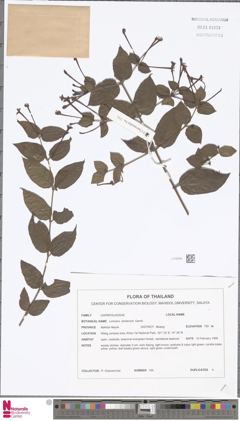 Lonicera siamensis photo 4