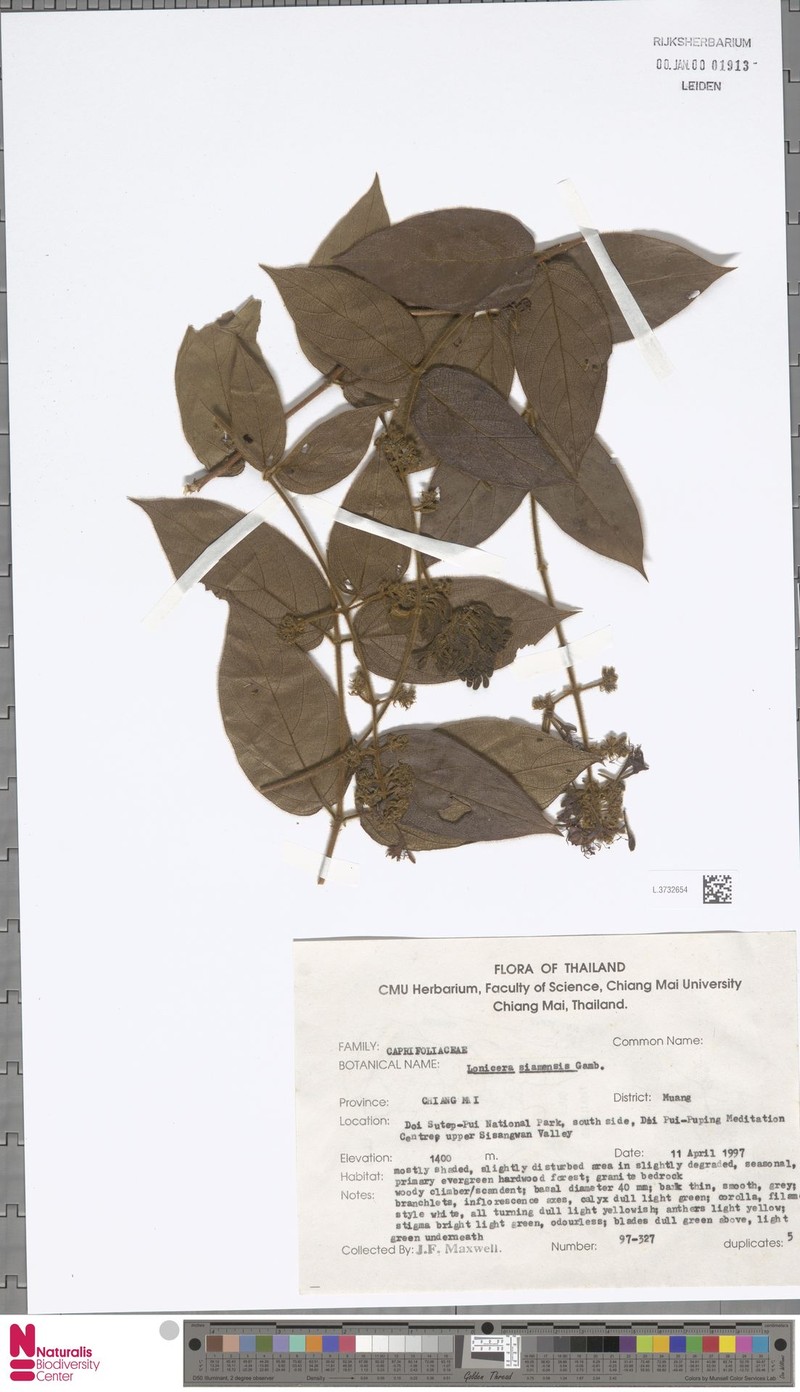 Lonicera siamensis photo 5