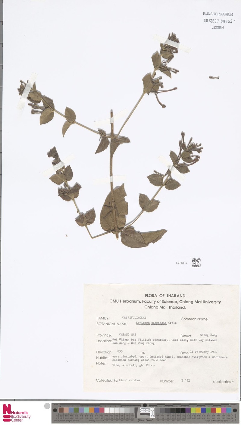 Lonicera siamensis photo 6