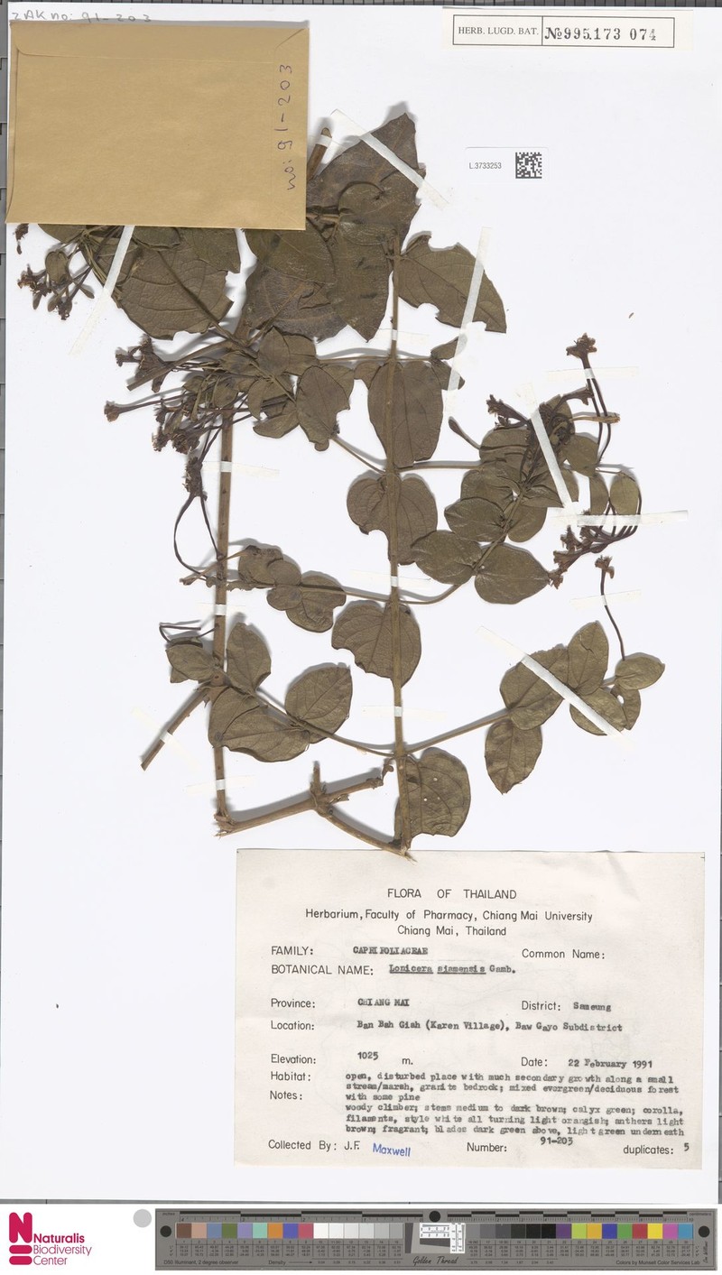 Lonicera siamensis photo 7