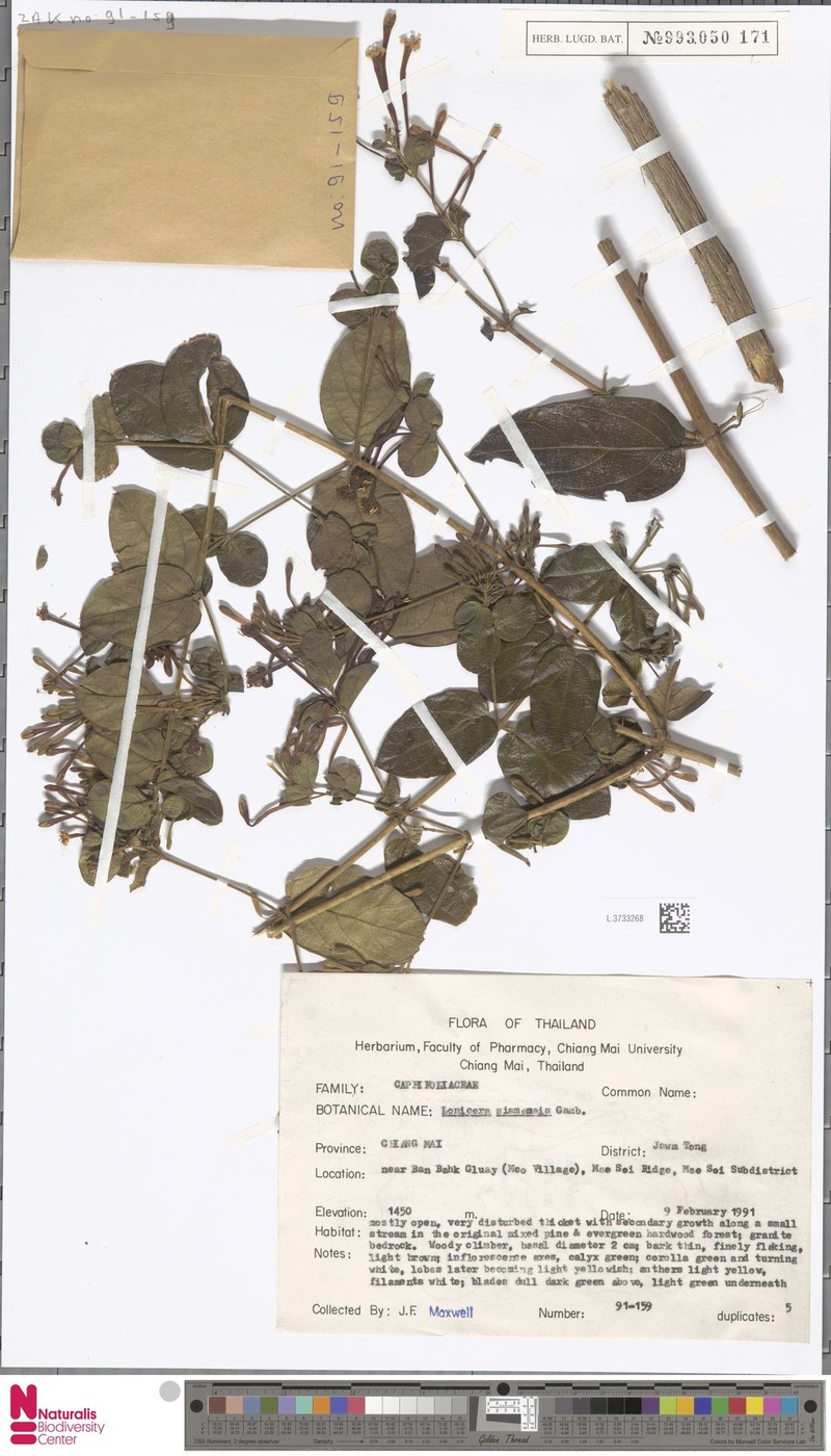 Lonicera siamensis photo 8