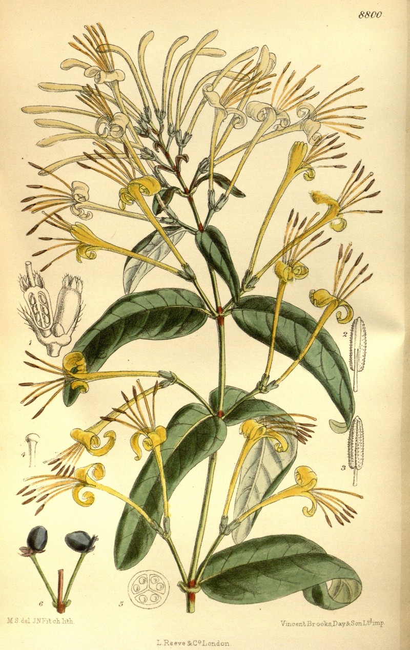 Lonicera similis