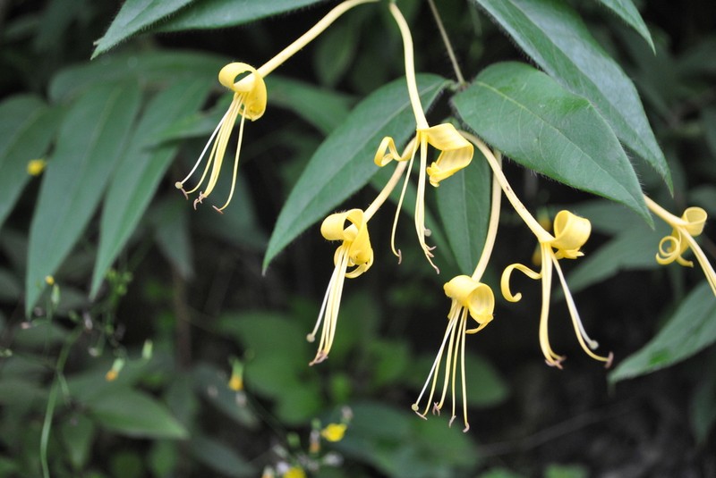 Lonicera similis photo 2