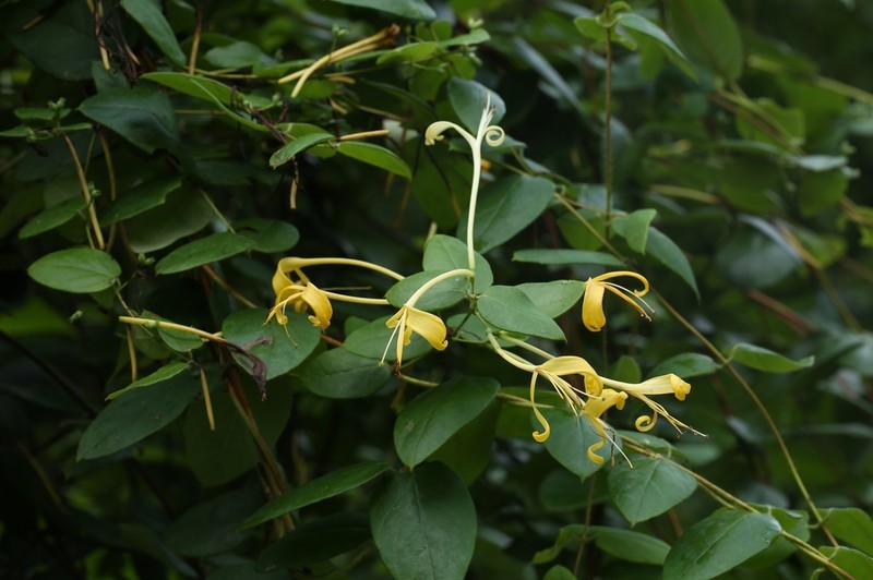 Lonicera similis photo 3