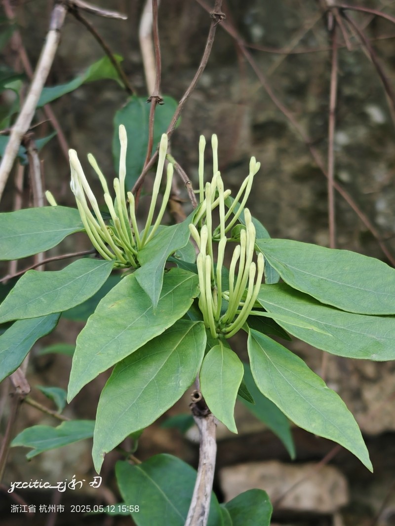 Lonicera similis photo 4