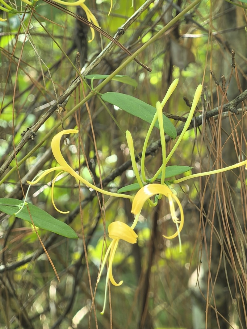Lonicera similis photo 5
