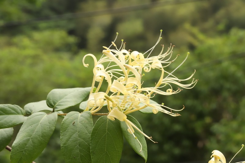 Lonicera similis photo 6