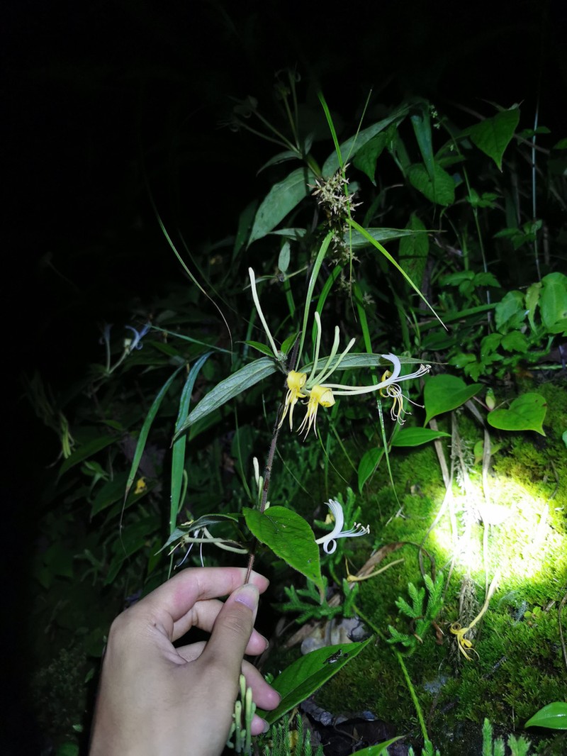 Lonicera similis photo 7