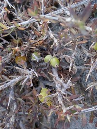 Lonicera spinosa
