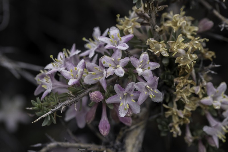 Lonicera spinosa photo 3