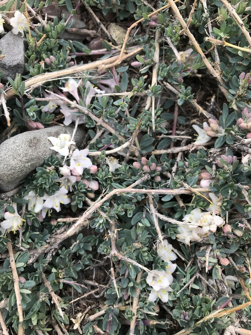 Lonicera spinosa photo 4
