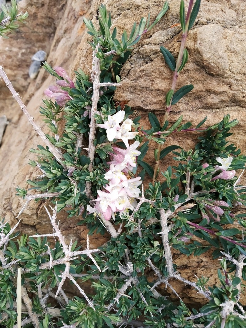 Lonicera spinosa photo 5