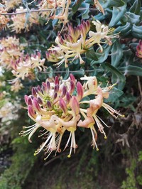 Lonicera splendida