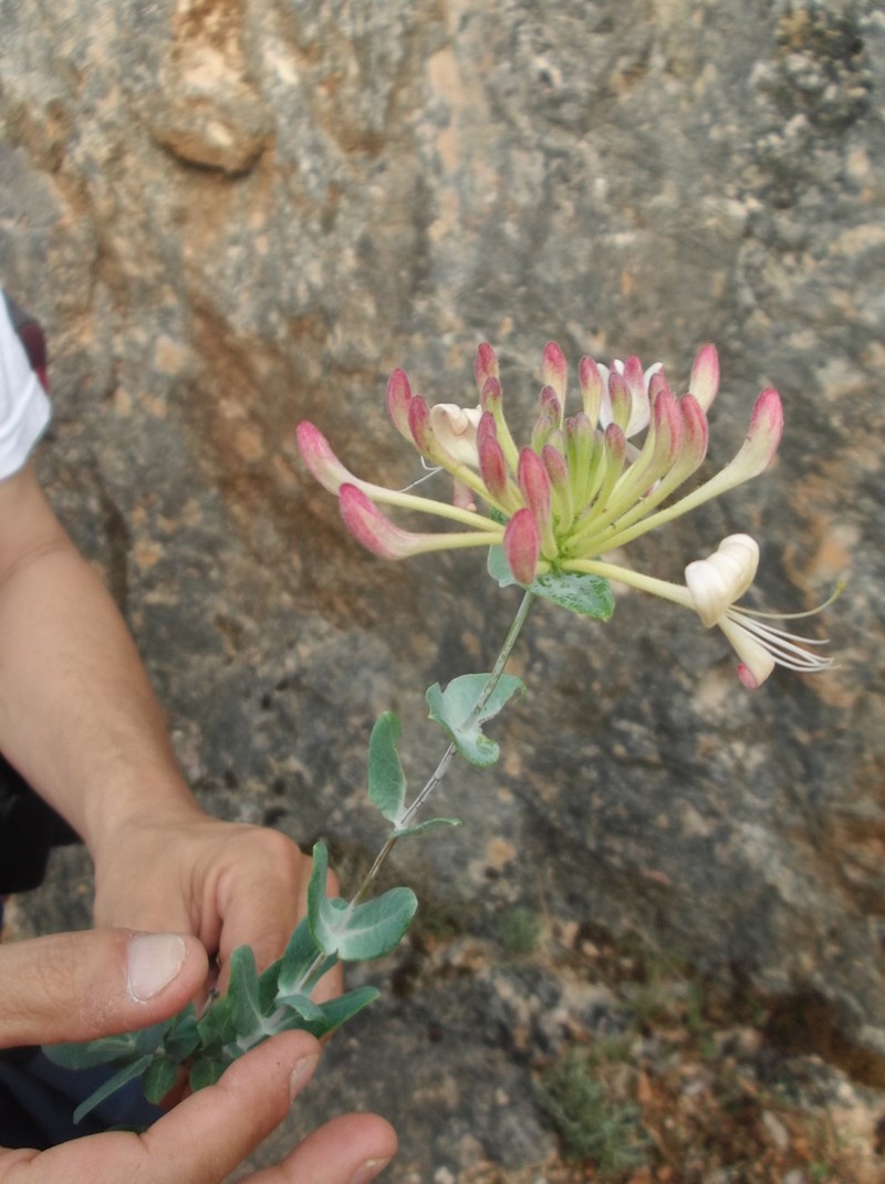 Lonicera splendida photo 2