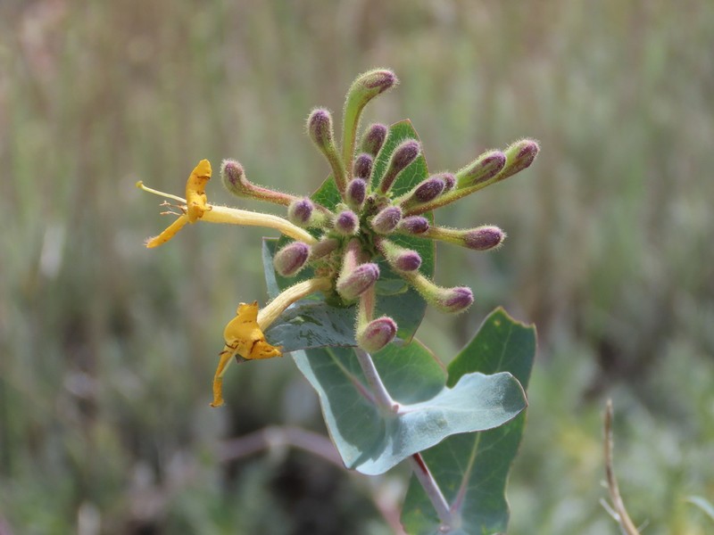 Lonicera splendida photo 3