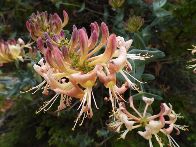 Lonicera splendida photo 4
