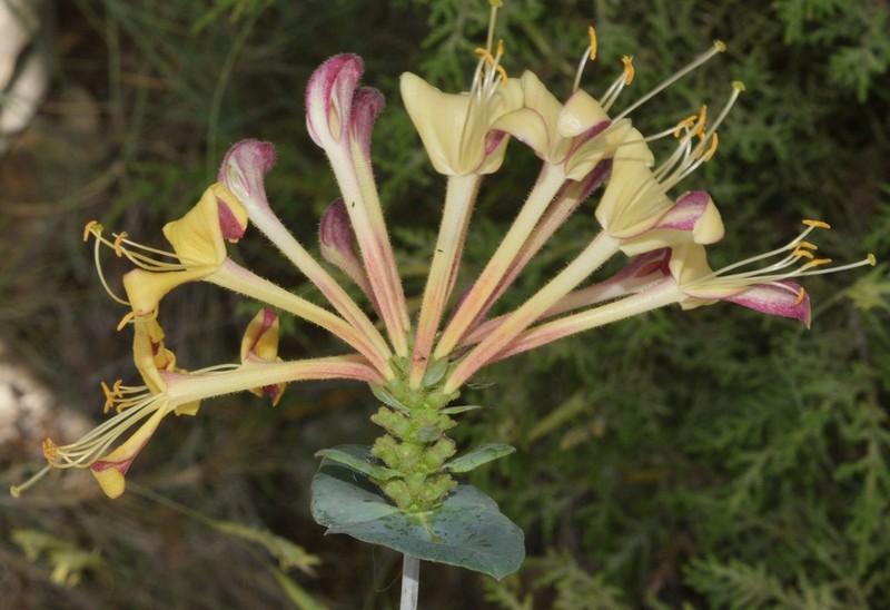 Lonicera splendida photo 5