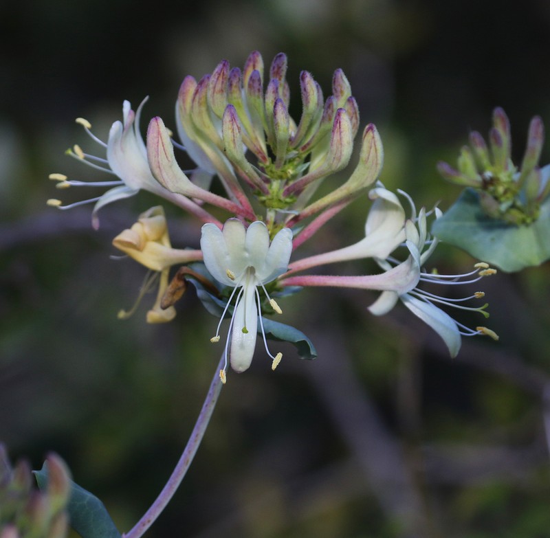 Lonicera splendida photo 6