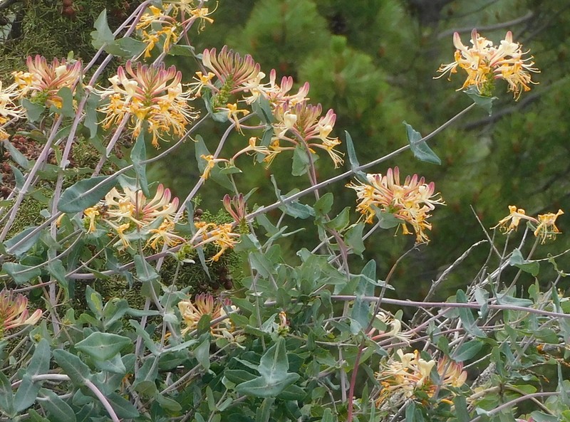 Lonicera splendida photo 7