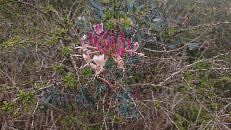 Lonicera splendida photo 8