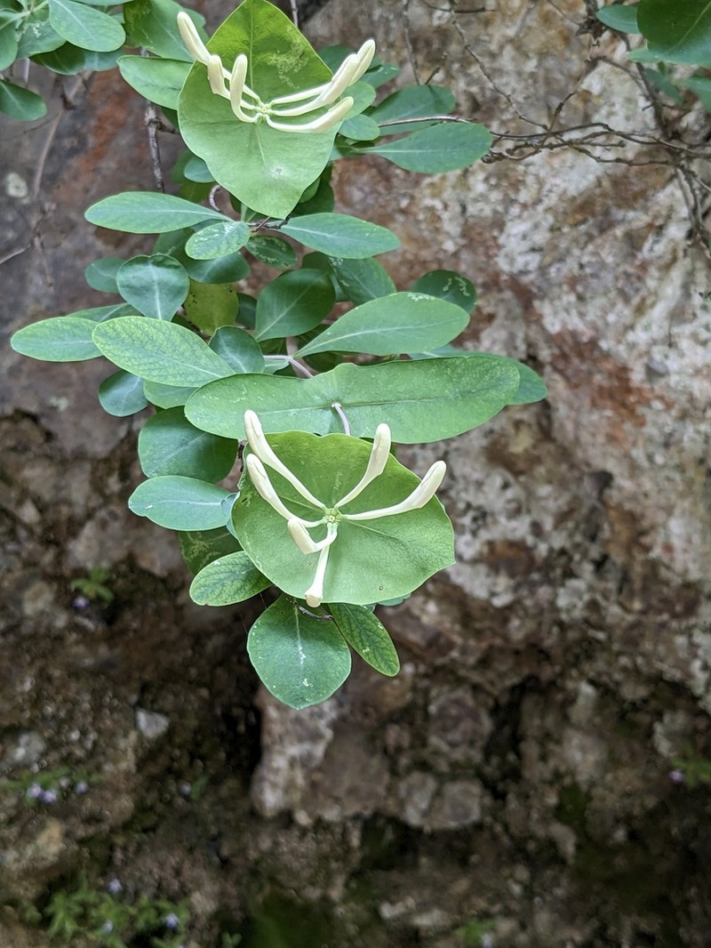 Lonicera stabiana