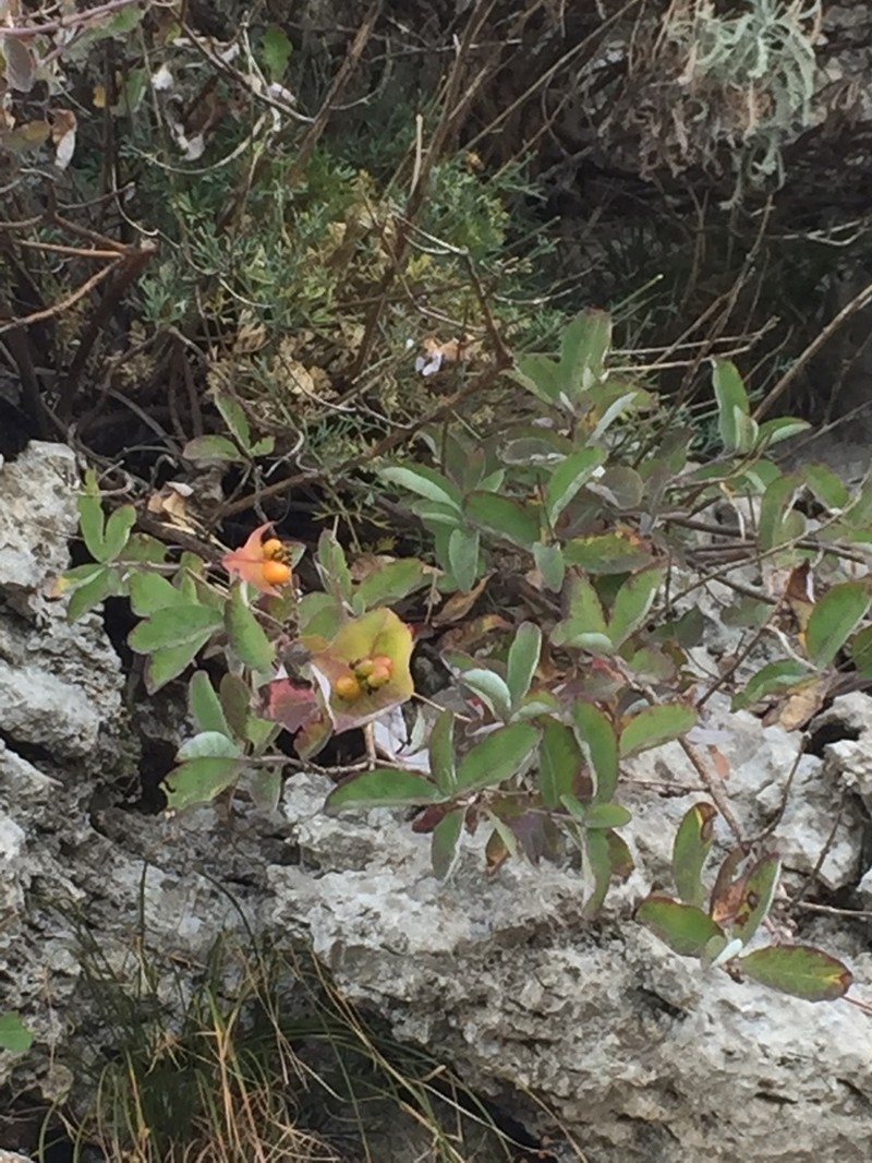 Lonicera stabiana photo 2