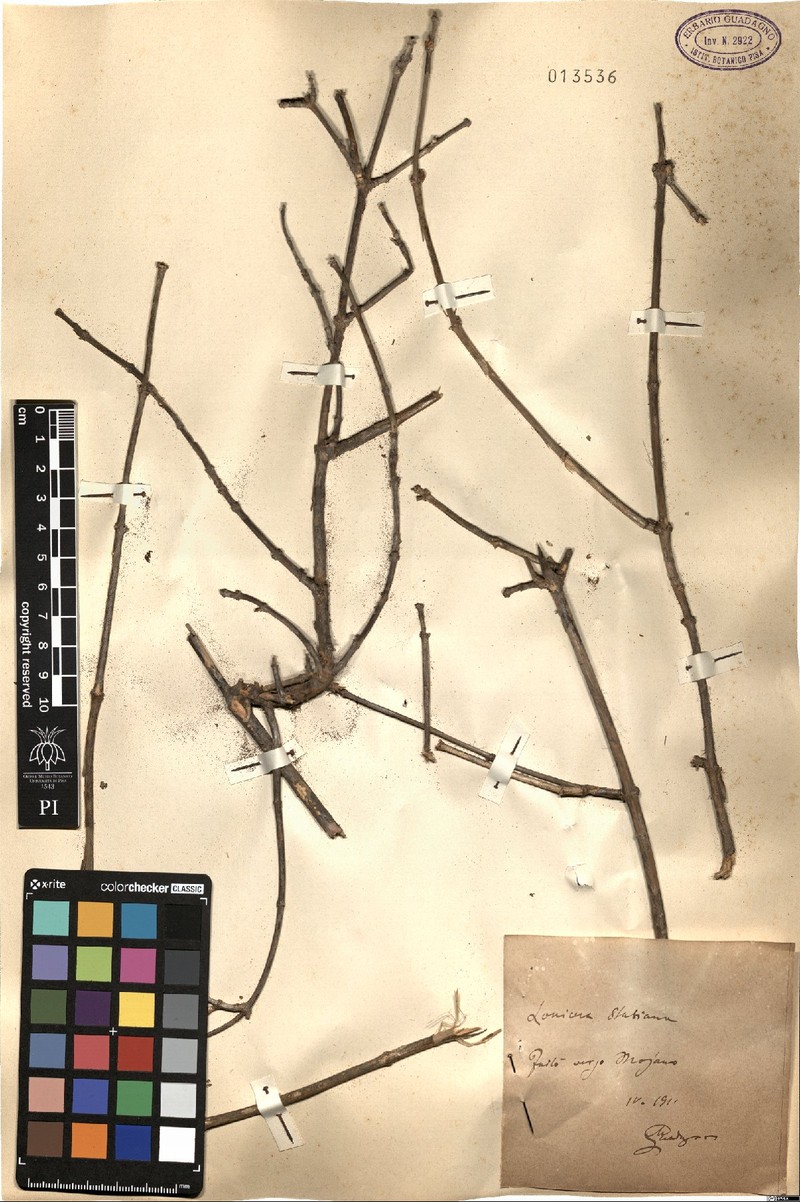 Lonicera stabiana photo 3
