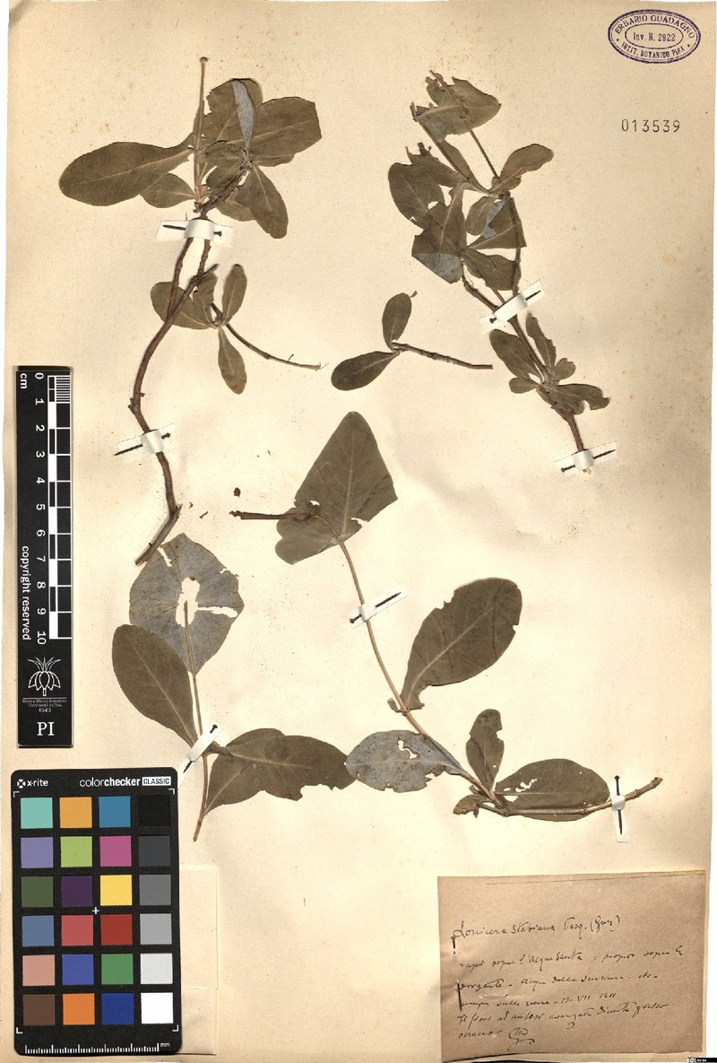 Lonicera stabiana photo 4