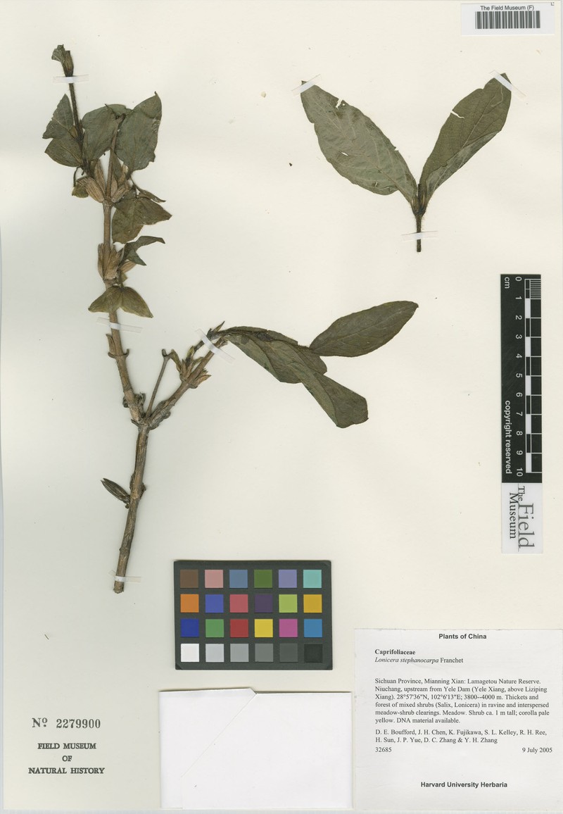 Lonicera stephanocarpa