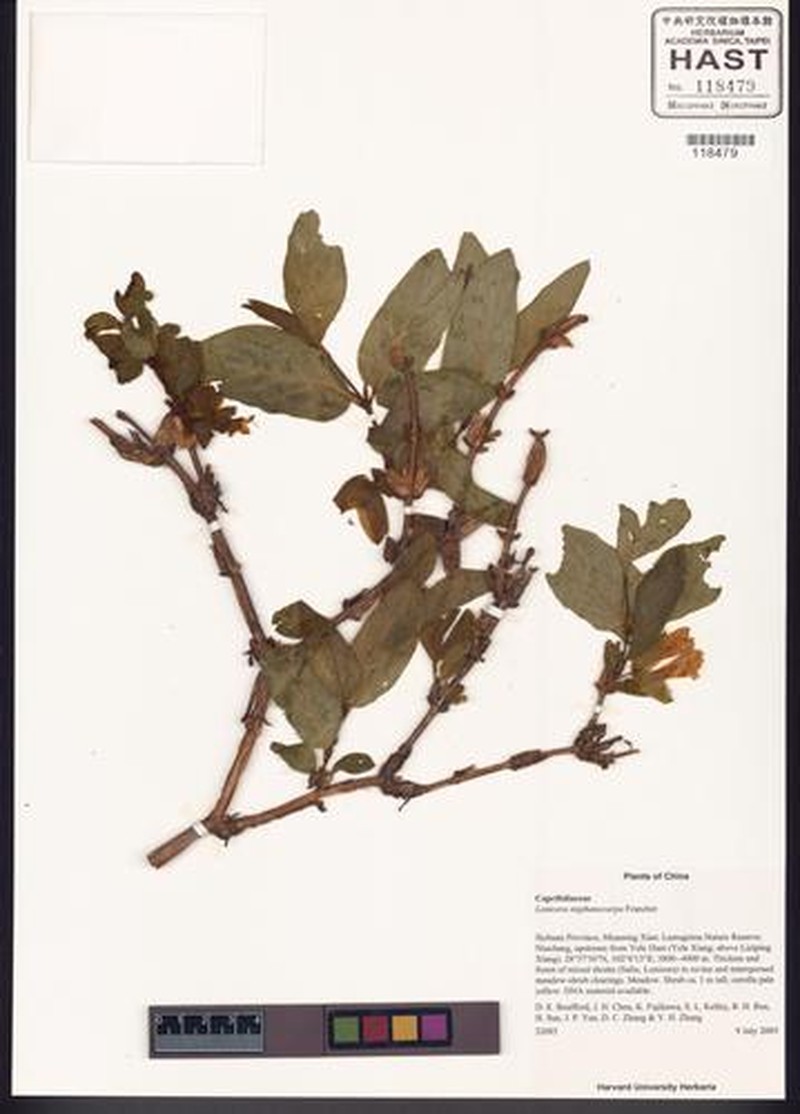 Lonicera stephanocarpa photo 2