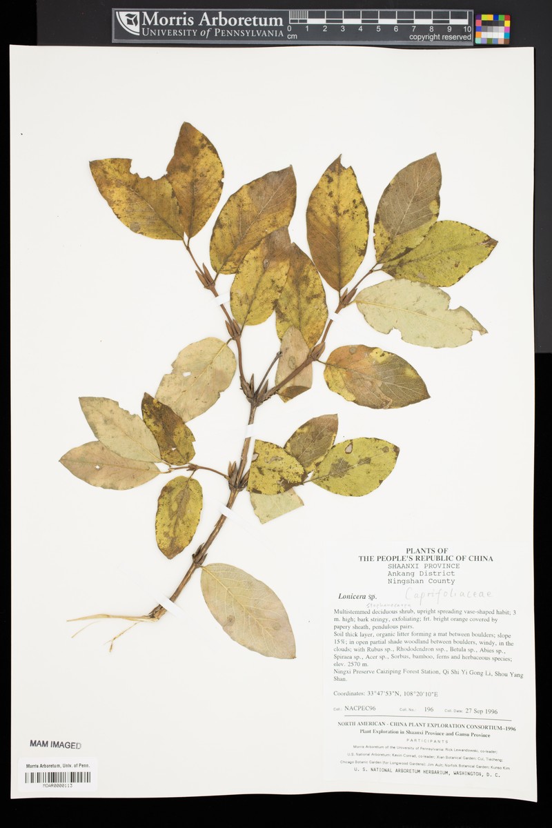 Lonicera stephanocarpa photo 3