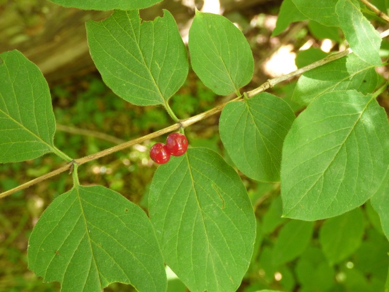 Lonicera steveniana