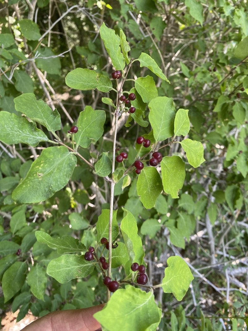 Lonicera steveniana photo 2