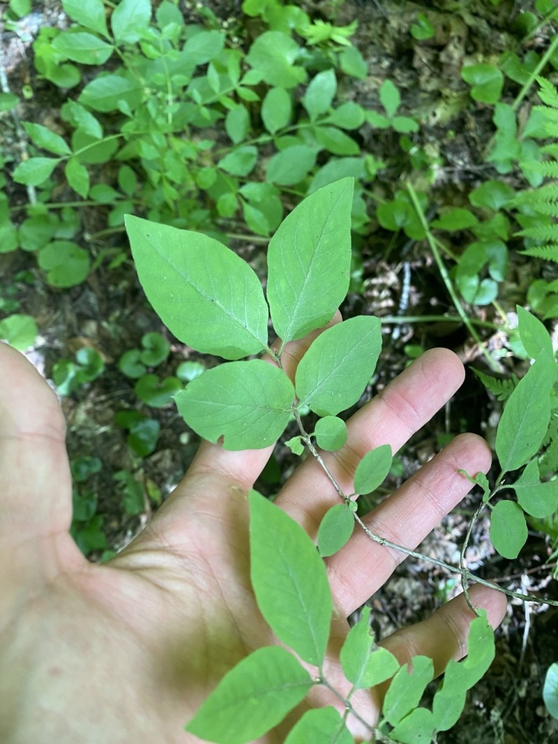 Lonicera steveniana photo 3