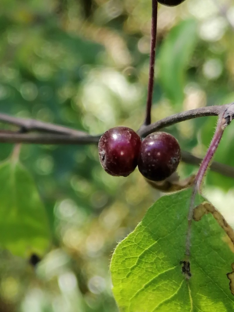 Lonicera steveniana photo 4
