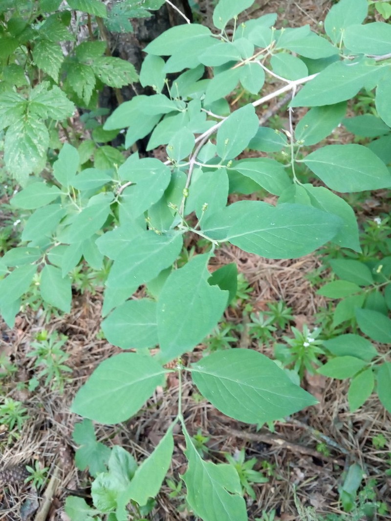 Lonicera steveniana photo 5